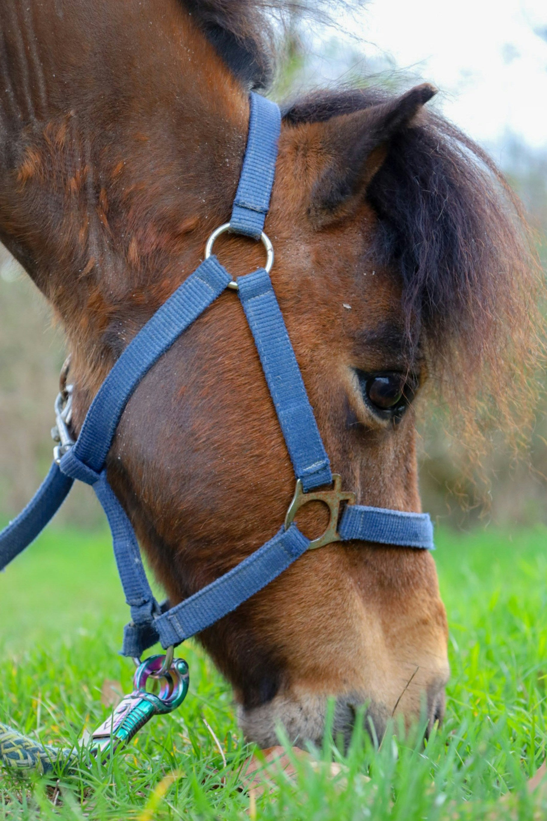 Halters and Lead Ropes