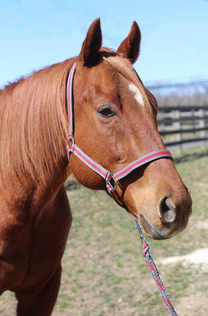 JPC Equestrian - TuffRider Nylon Breakaway Halter & Lead Rope Set