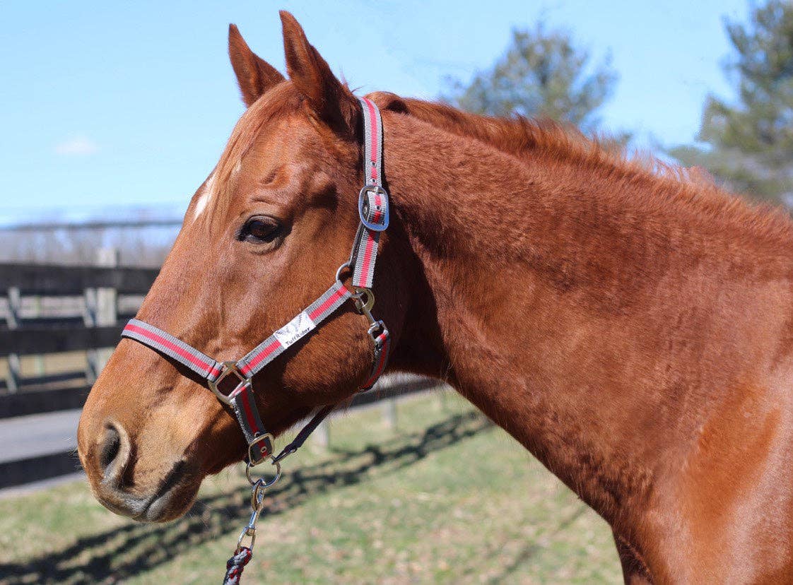JPC Equestrian - TuffRider Nylon Breakaway Halter & Lead Rope Set