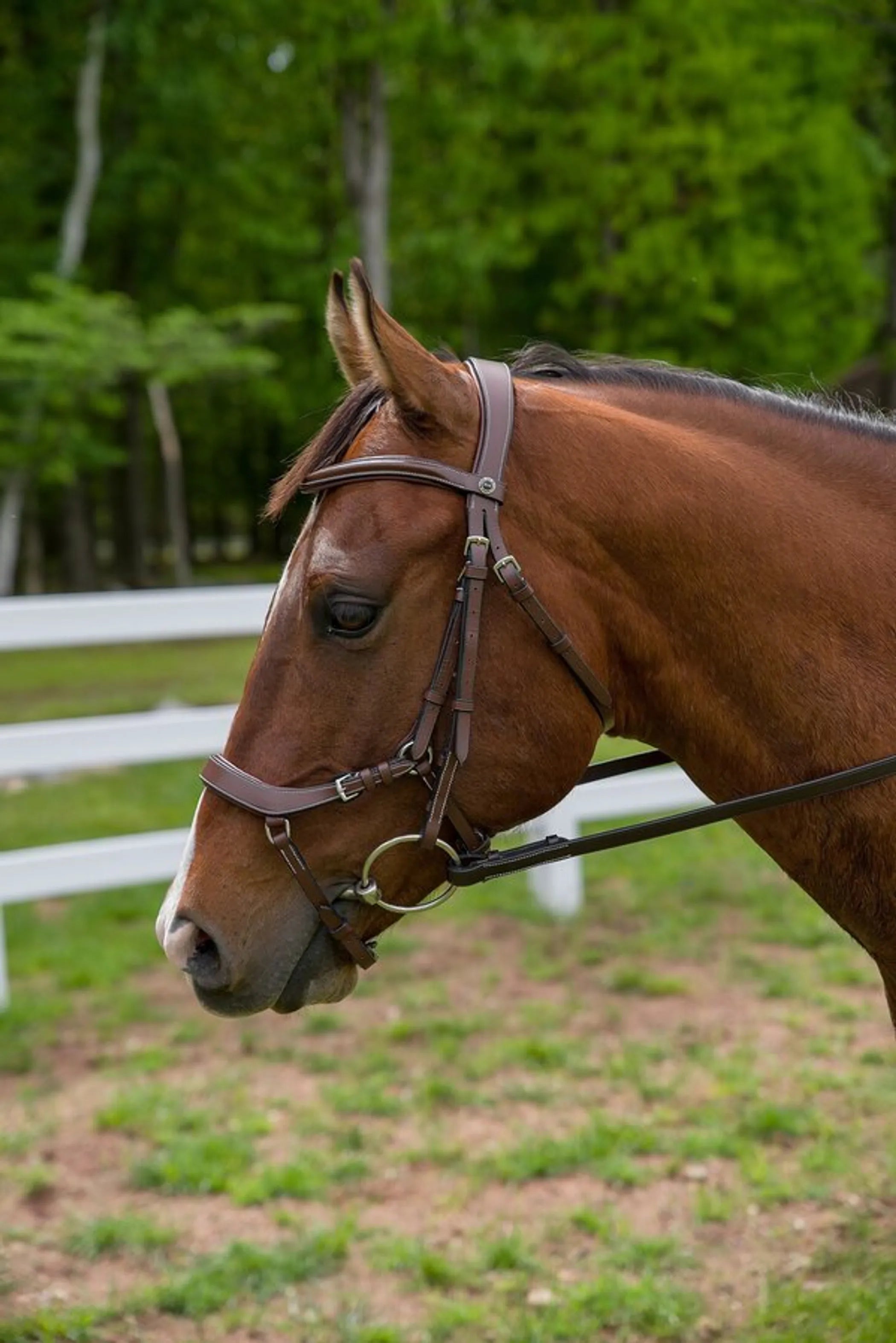 Henri de Rivel Pro Anatomical Bridle - Australian Nut