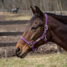 JPC Equestrian - Lettia EquiFine Halter