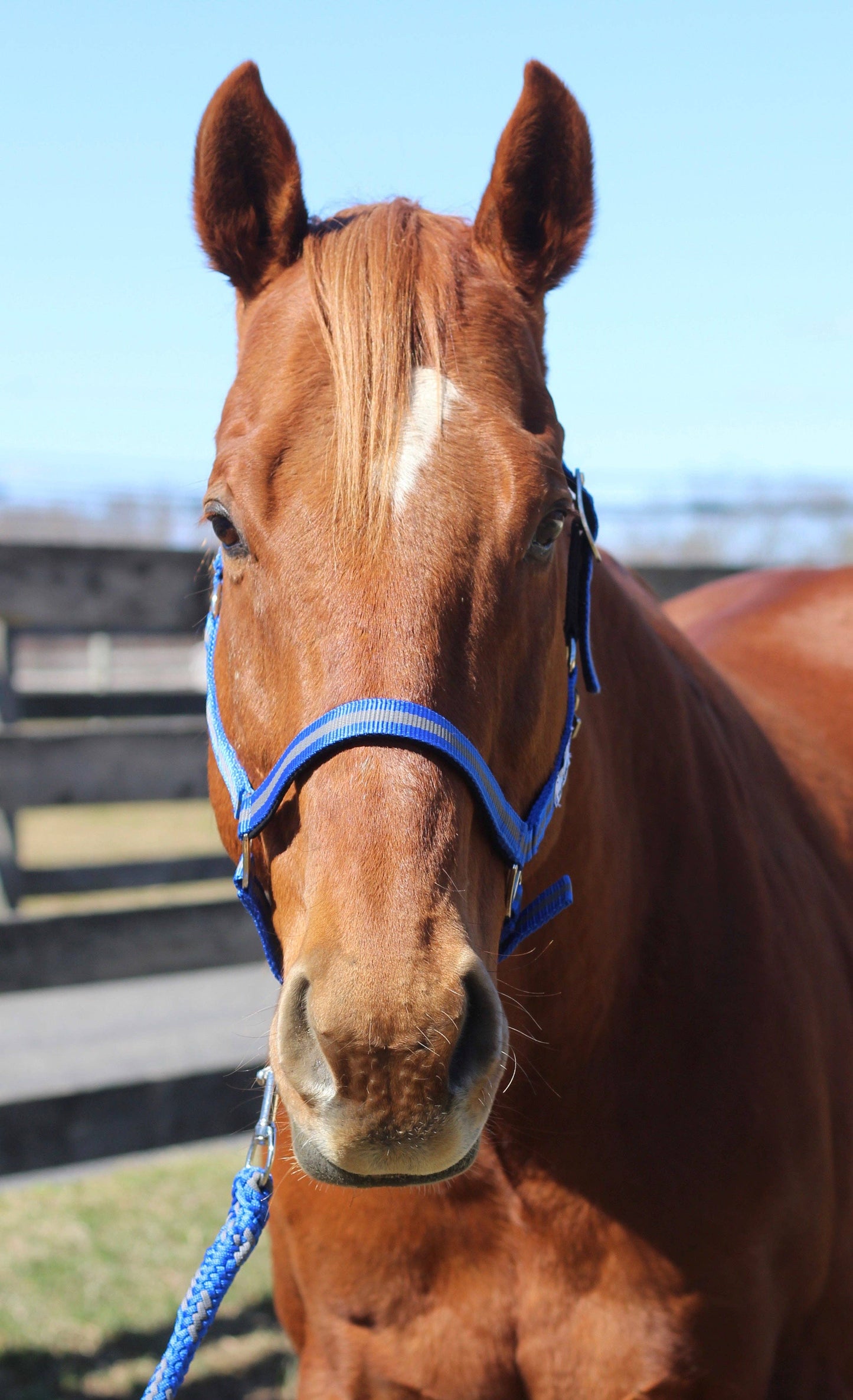 JPC Equestrian - TuffRider Nylon Breakaway Halter & Lead Rope Set