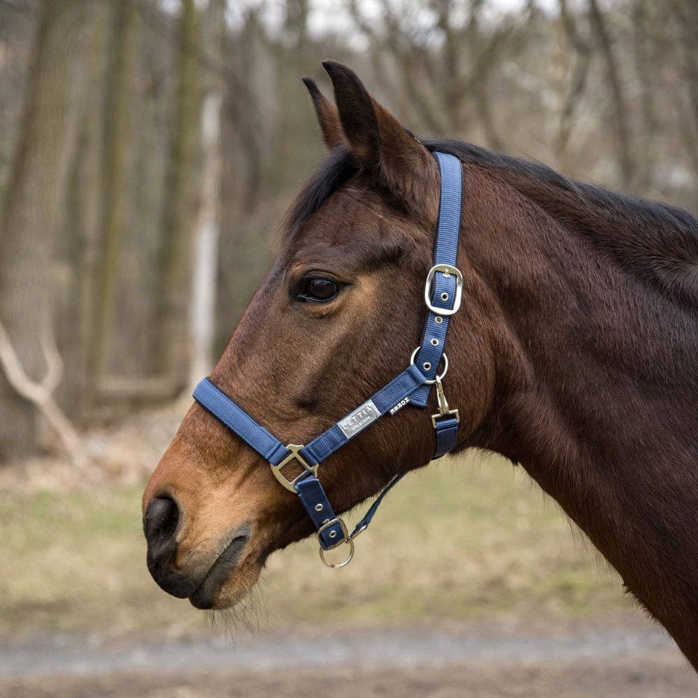 JPC Equestrian - Lettia EquiFine Halter