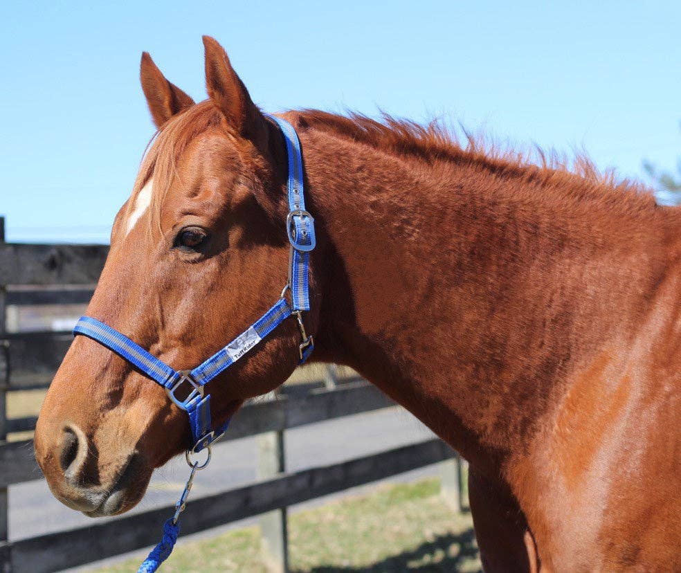 JPC Equestrian - TuffRider Nylon Breakaway Halter & Lead Rope Set