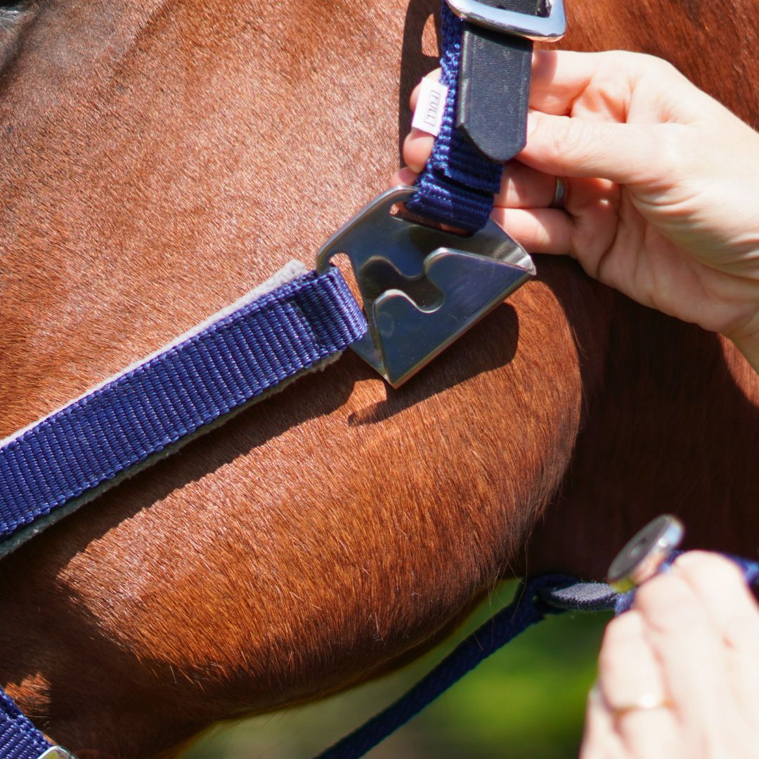 Magna Halter ™ in Blue with Fleece Noseband and Leather Breakaway