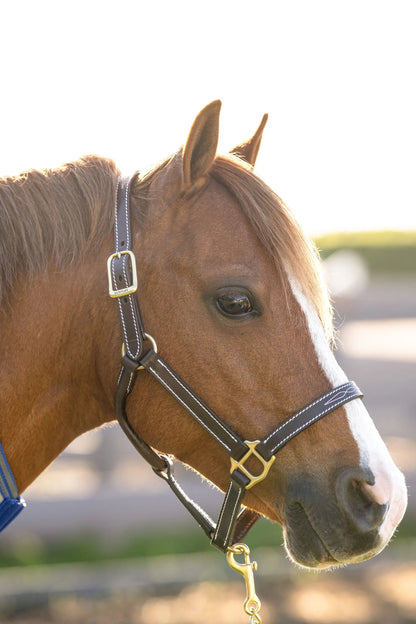 Huntley Equestrian Fancy Stitched Adjustable Premium Leather Pony Halter with Brass Hardware