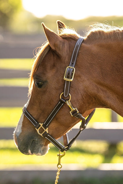Huntley Equestrian Fancy Stitched Adjustable Premium Leather Pony Halter with Brass Hardware