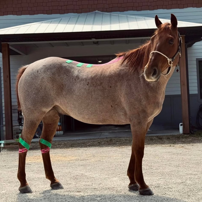 EQUINE|DEFENDER™ Kinesiology Tape