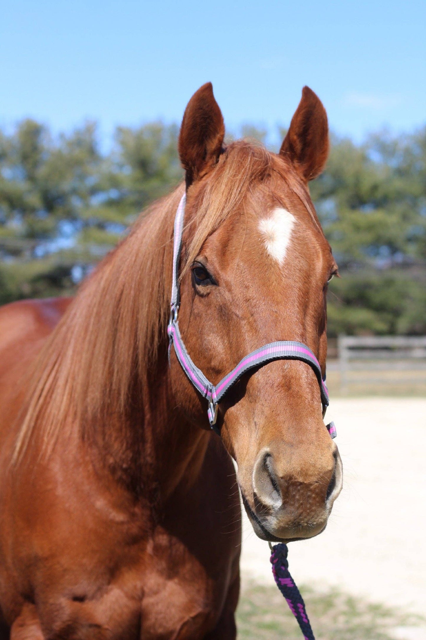 JPC Equestrian - TuffRider Nylon Breakaway Halter & Lead Rope Set